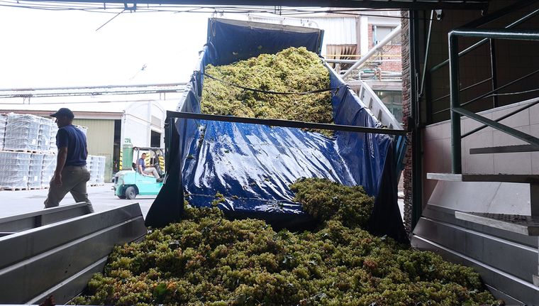 La Justicia le dio la razón a los viñateros y, por el momento, el CIU seguirá siendo obligatorio para la vitivinicultura.&nbsp;&nbsp;