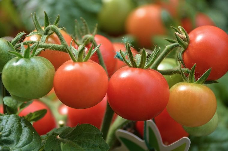 El tomate es la fruta más consumida en el mundo