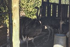 Tres ejemplares de ñandú y dos aves fueron rescatados de una finca en Maipú tras permanecer en cautiverio