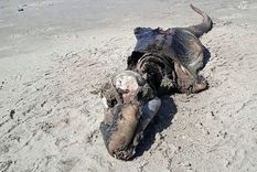 La misteriosa criatura que apareció en una playa de Reino Unido y desconcierta a los científicos