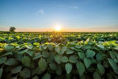 Récord del mercado de futuros de soja&nbsp; 