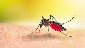 El dengue comienza cuando dejamos de prevenir.