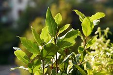 laurel Una planta milagrosa. Foto: Fuente: Shutterstock