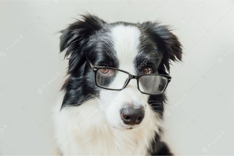 Qué atributos hacen a nuestras mascotas inteligentes. Foto: Freepik