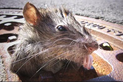 MDZol | Además de todos lo problemas que Nueva York ha enfrentado en 2021, hay que añadirles una plaga de ratas. Foto: GETTY IMAGES