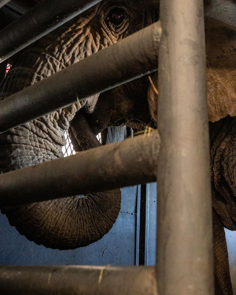 La elefanta Kenya en la jaula La elefanta Kenya en la jaula