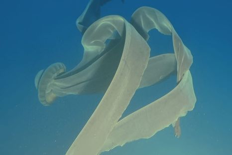 La medusa gigante con 11 metros de largo. La medusa gigante con 11 metros de largo.