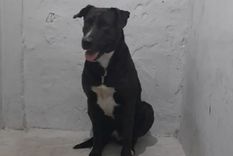 El animal quedó a resguardo en la Comisaría 2° de Mar del Plata.  Foto: NA