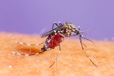 El mosquito tigre ha invadido islas de España, pero podría desplazarse a otras zonas