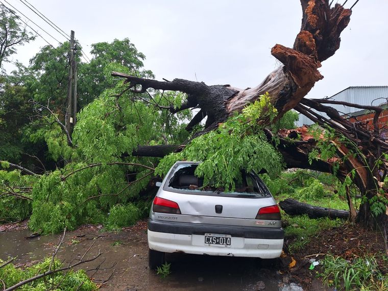 Con el temporal, muchos debieron rescatar sus autos de abajo de los árboles. Foto: Archivo