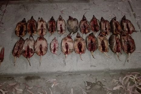 Los 21 animales fueron secuestrados de una camioneta en la Cuesta de los Terneros, en San Rafael