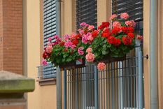 El geranio es una planta que se recomienda tener en el balcón o la terraza.