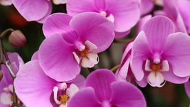 Una belleza natural. Fuente: Shutterstock.