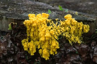 MDZol | Una criatura amarilla que habita en la madera y que no tiene cerebro pero es capaz de pensar. Foto: SCIENCE PHOTO LIBRARY