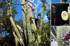 Aspecto general y detalle del cactus de Cayo Largo desaparecido en EEUU por la subida del mar. Foto: Dpa.