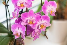 PLANTAS DE INTERIOR CON FLORES Foto: SHUTTERSTOCK