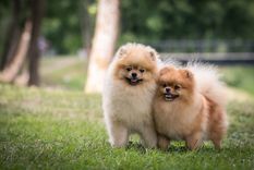 Los Pomerania son una de las razas más pequeñas Foto: Shutterstock