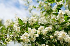 Sueños Conoce el significado de soñar con un jazmín Foto: Shutterstock
