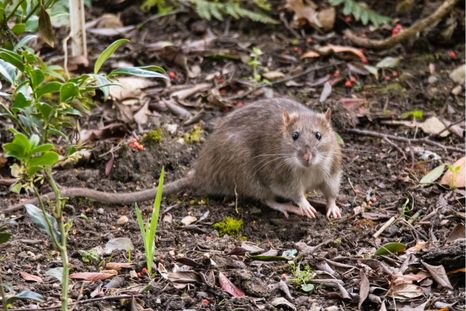 El CONICET descubrió dos nuevas especies de roedores tuco-tuco..