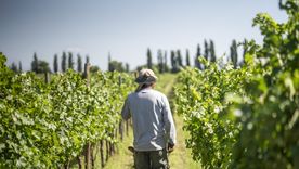 Hoy está lanzando los vinos de alta gama de su bodega Magia De Uco. Hoy está lanzando los vinos de alta gama de su bodega Magia De Uco.