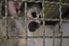 el mercado negro de animales: vidas atrapadas por un negocio sin limites