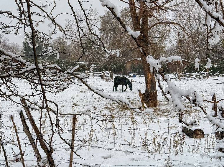 Este sábado se registró una intensa nevada en el Manzano Histórico. Este sábado se registró una intensa nevada en el Manzano Histórico.