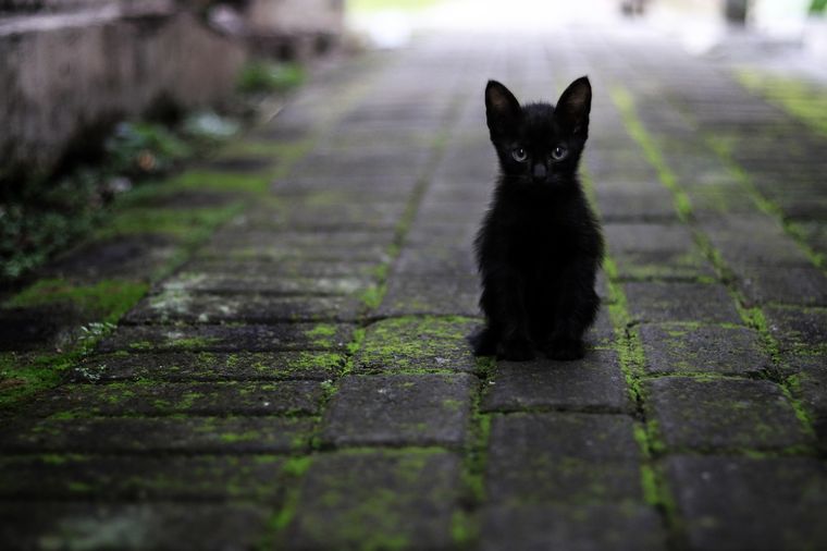 Los gatos negros, otro símbolo de mala suerte como el número 13. Foto: Pixabay