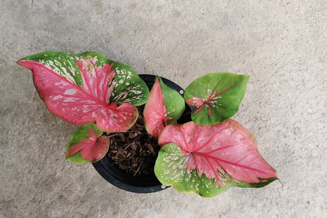 La planta tropical de un toque único al balcón.&nbsp;