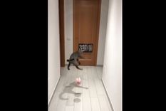 video: la gata que ataja mas que buffon