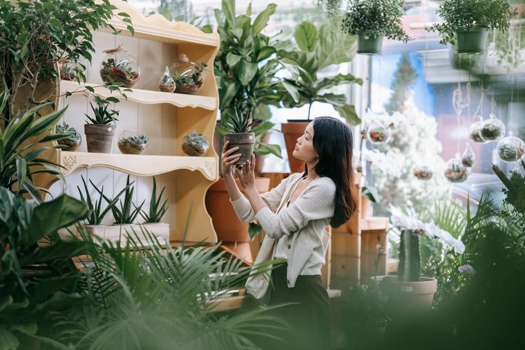 Las plantas le dan frescura a los ambientes del hogar. Foto: Pexels