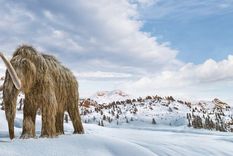 Los mamuts lanudos se extinguieron hace milenios, pero la ingeniería genética podría traerlos de vuelta a la Tierra. Foto: GETTY IMAGES