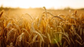 De la cosecha récord al desafío de las reformas: el balance de un año que no dio respiro al campo