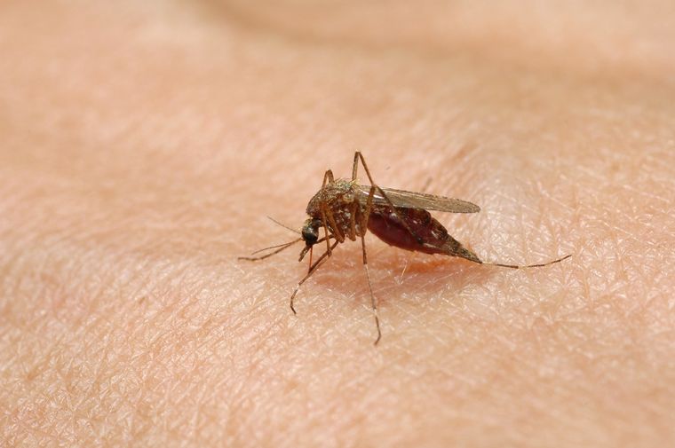 Revelaron un truco infalible en TikTok para atrapar a los mosquitos. Foto: Shutterstock