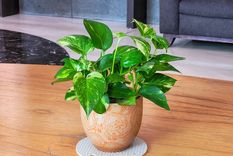 Una planta muy fácil de reproducir. Foto: Fuente: Shutterstock