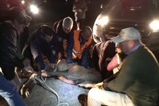 Un total de 20 personas participaron en el operativo de captura del animal que rondaba desde el domingo el predio del Aeropuerto de Córdoba Foto: Policía Ambiental
