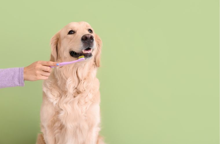 Mascotas Cuidar la salud bucal del animal es importante Foto: Shutterstock