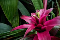 Jardín Cómo cuidar las bromelias Foto: Unsplash