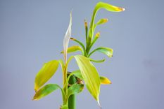El bambú de la suerte es una planta resistente que, con el cuidado adecuado, puede durar mucho tiempo en tu hogar.&nbsp;