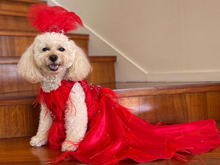 Foto: FOTO: coco_the_peekapoo