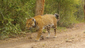 Miní, una yaguareté silvestre de El Impenetrable. Miní, una yaguareté silvestre de El Impenetrable.