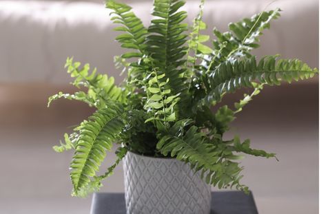 Una planta que purifica. Foto: Shutterstock Una planta que purifica. Foto: Shutterstock