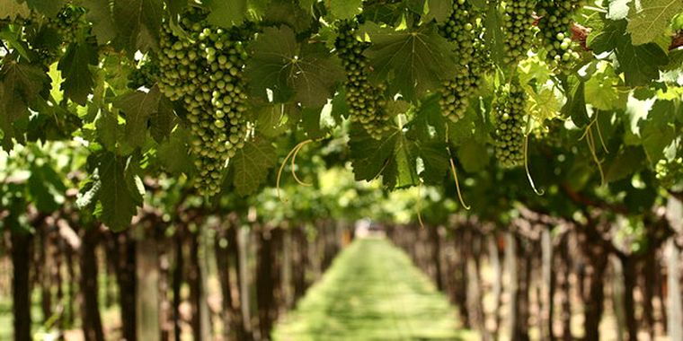 La vid sufrió un impacto considerable. Foto: MDZ