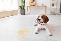 Descubre cuántos años tiene tu perro con un simple truco Te enseñamos un truco para calcular la edad de tu canino. Foto: SHUTTERSTOCK