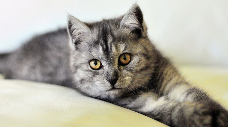 Cada raza de gato gris tiene su propio encanto y personalidad única, conocé cuáles son los beneficios de eterna uno Foto: Pixabay