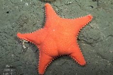 Otra estrella de mar se roba el show en Uruguay: los fans no tardaron en compararla con la icónica versión argentina.