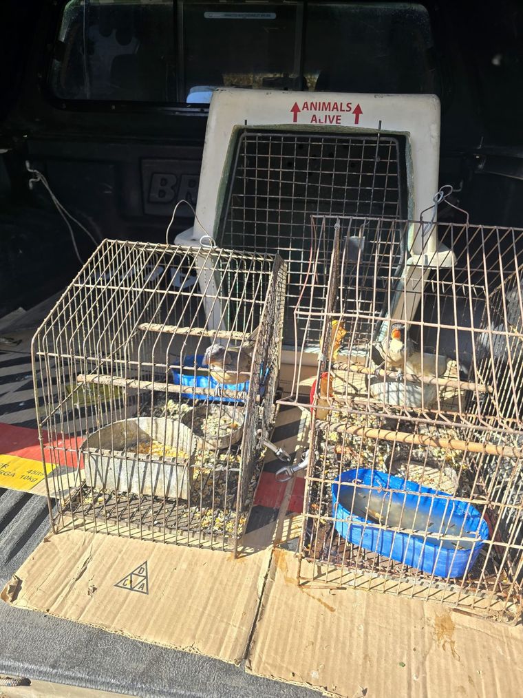 Las aves autóctonas rescatadas en el procedimiento. Las aves autóctonas rescatadas en el procedimiento.