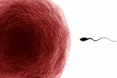 Foto: centregidona.cat