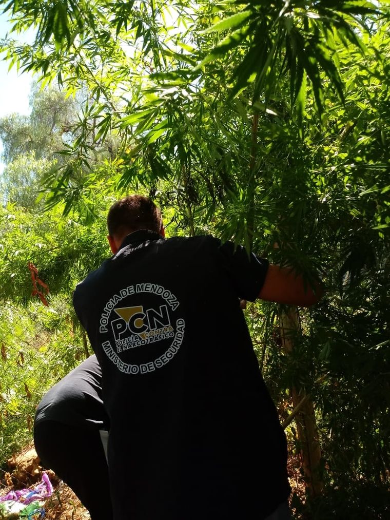 Marihuana El detenido tenía un bosquecito de cannabis. Foto: Ministerio de Seguridad.
