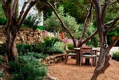 Una planta que vivirá muchos años. Foto: Pinterest