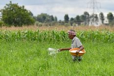 Agricultor indio fertilizando su campo con urea. Foto: GETTY IMAGES